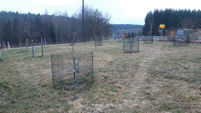 Obstwiese