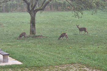 Obstwiese
