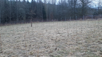 Wald